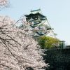 大阪城でお花見　桜の見頃はいつ？ライトアップと混雑情報も♪
