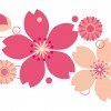 大阪城公園で子どもとお花見　桜の開花状況と混み具合は？