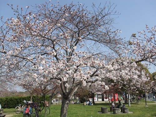 花博鶴見緑地公園へ子どもとお弁当を持ってピクニック 桜の開花状況は ゆる り主婦の便利ノート