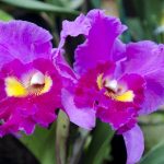 カトレアの花言葉は色によってどう違う?意味や由来と育て方も!
